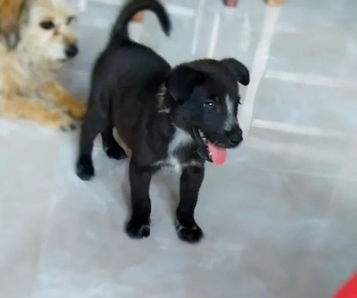 Cachorro ra a Srd idade Abaixo de 2 meses nome Joaquim