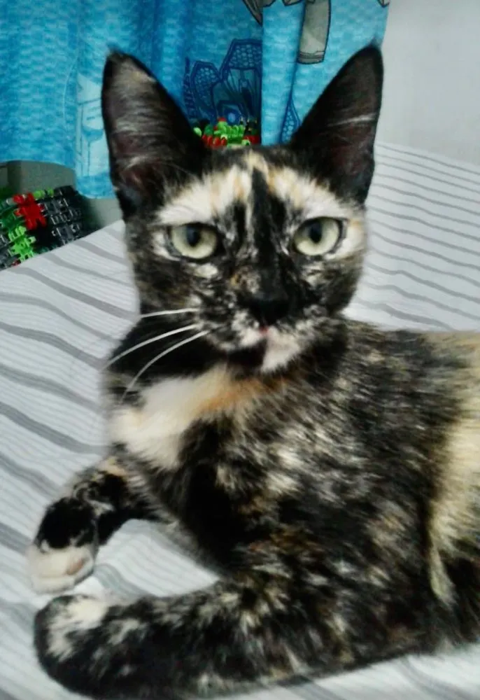 Gato ra a SRD idade 7 a 11 meses nome Sofia 