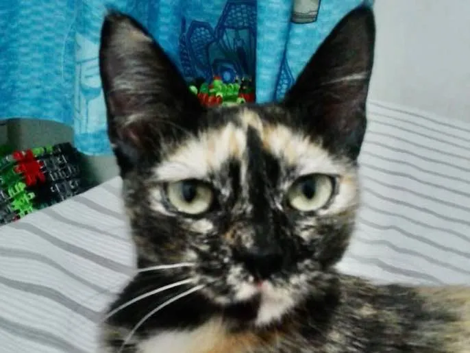 Gato ra a SRD idade 7 a 11 meses nome Sofia 