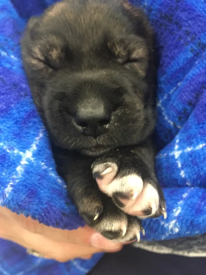 Cachorro ra a SRD idade Abaixo de 2 meses nome Baunilha 
