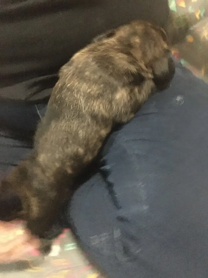 Cachorro ra a SRD idade Abaixo de 2 meses nome Baunilha 