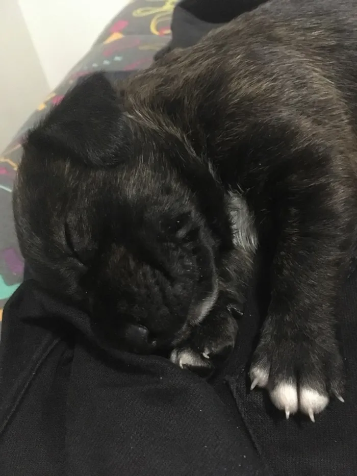 Cachorro ra a SRD idade Abaixo de 2 meses nome Baunilha 