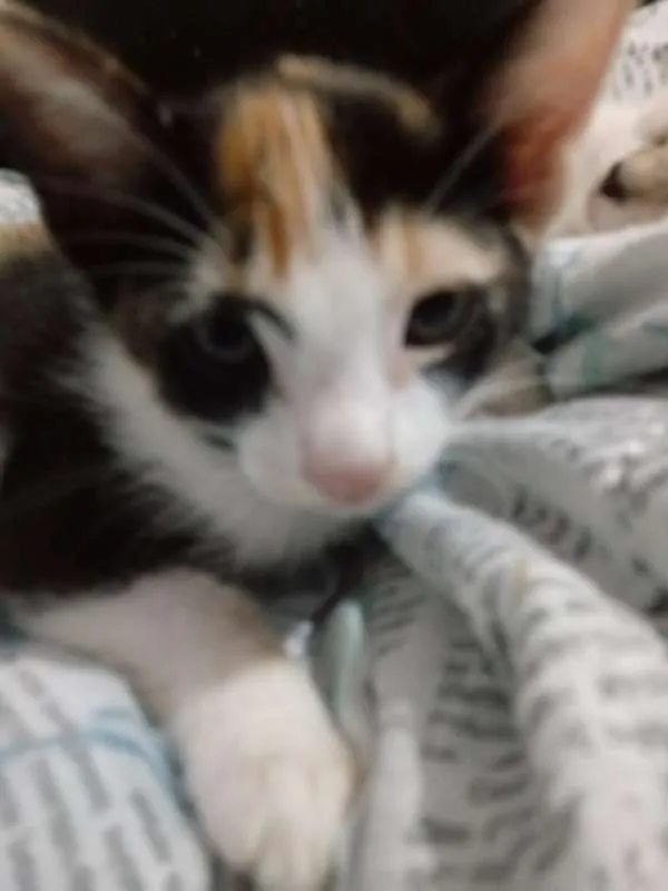 Gato ra a RND idade Abaixo de 2 meses nome sem nome