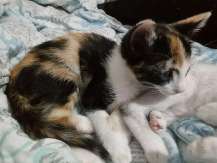 Gato ra a RND idade Abaixo de 2 meses nome sem nome