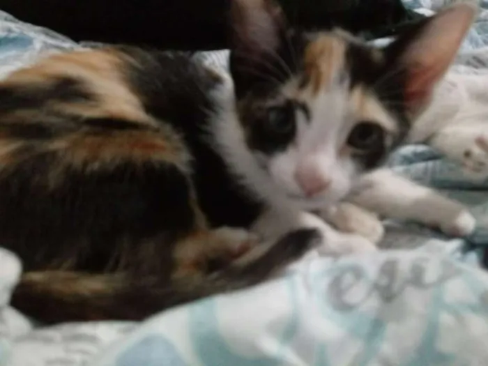 Gato ra a RND idade Abaixo de 2 meses nome sem nome