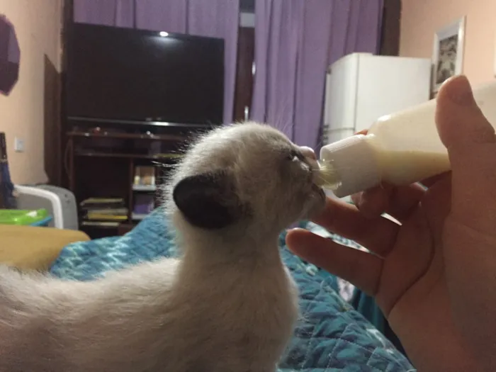 Gato ra a Siamês  idade Abaixo de 2 meses nome Theo