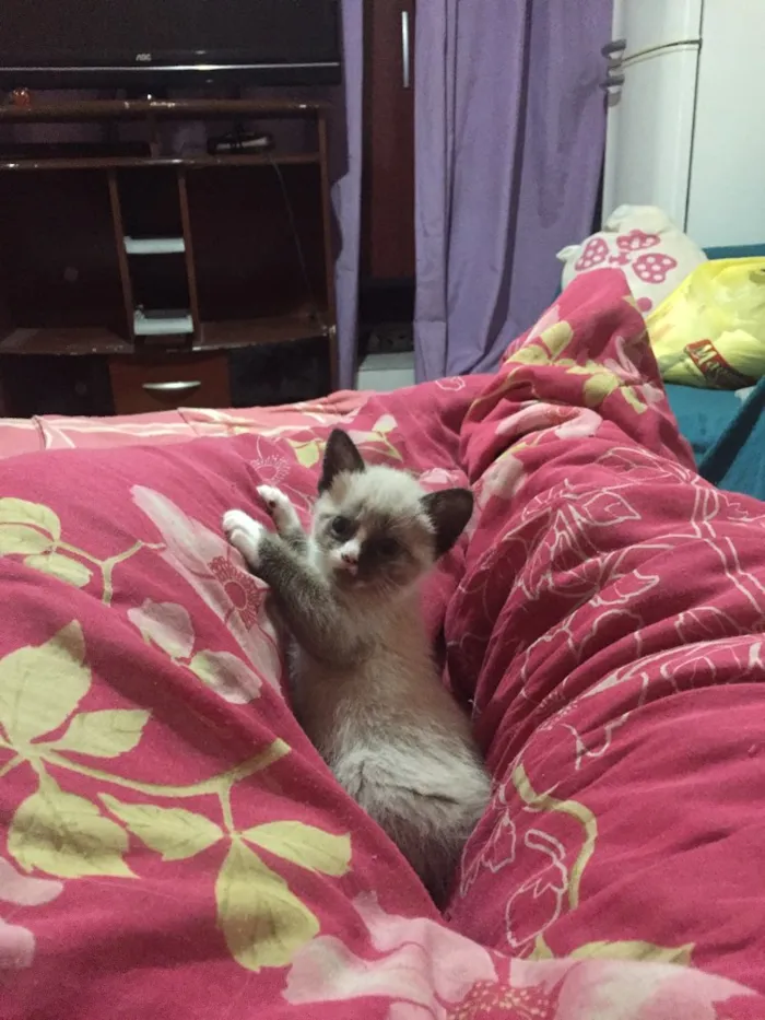 Gato ra a Siamês  idade Abaixo de 2 meses nome Theo