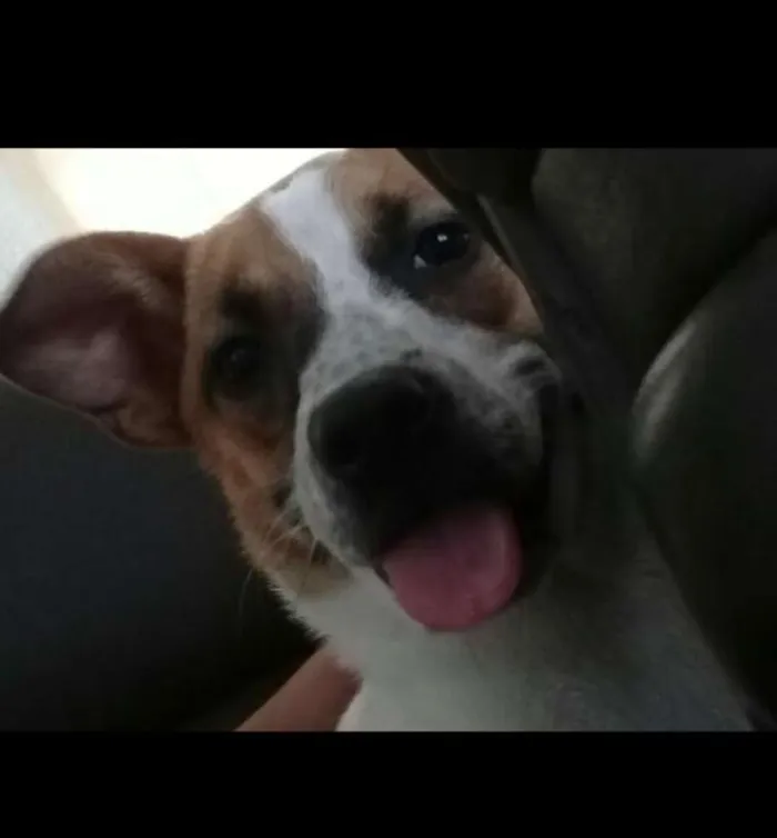 Cachorro ra a Fox paulistinha mista idade 1 ano nome Lisa