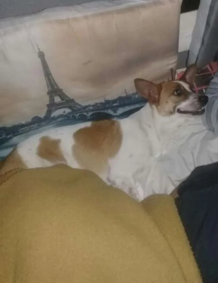 Cachorro ra a Fox paulistinha mista idade 1 ano nome Lisa