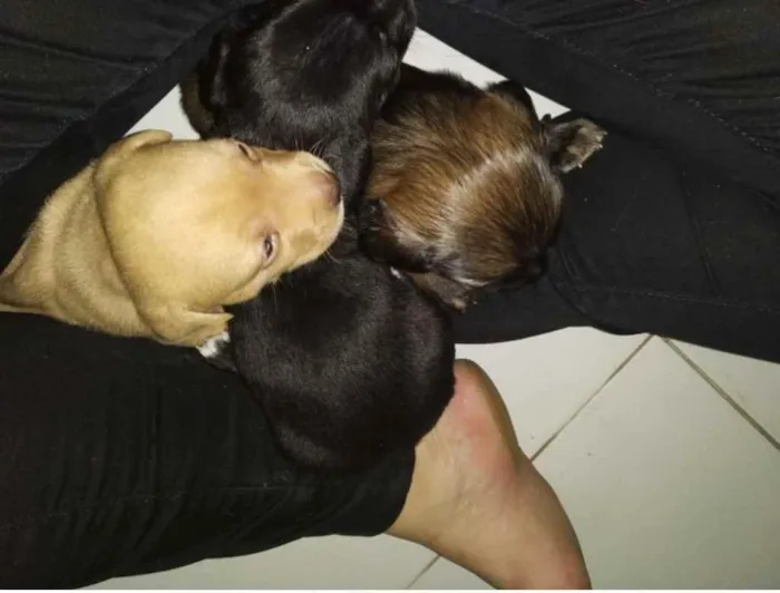Cachorro raça SRD idade Abaixo de 2 meses nome Filhotes