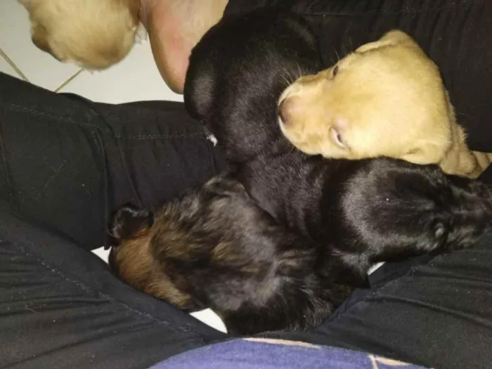 Cachorro raça SRD idade Abaixo de 2 meses nome Filhotes