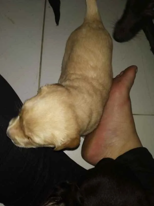 Cachorro raça SRD idade Abaixo de 2 meses nome Filhotes