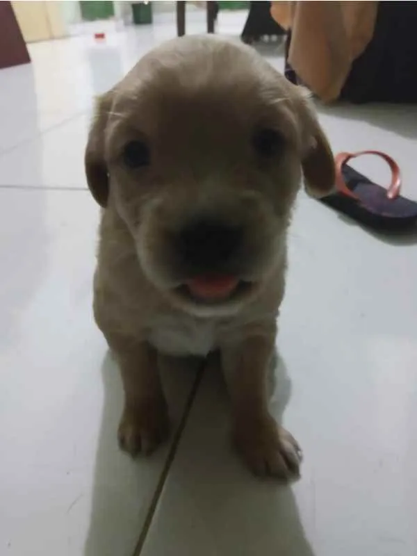 Cachorro raça SRD idade Abaixo de 2 meses nome Filhotes