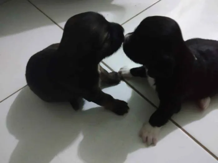 Cachorro raça SRD idade Abaixo de 2 meses nome Filhotes