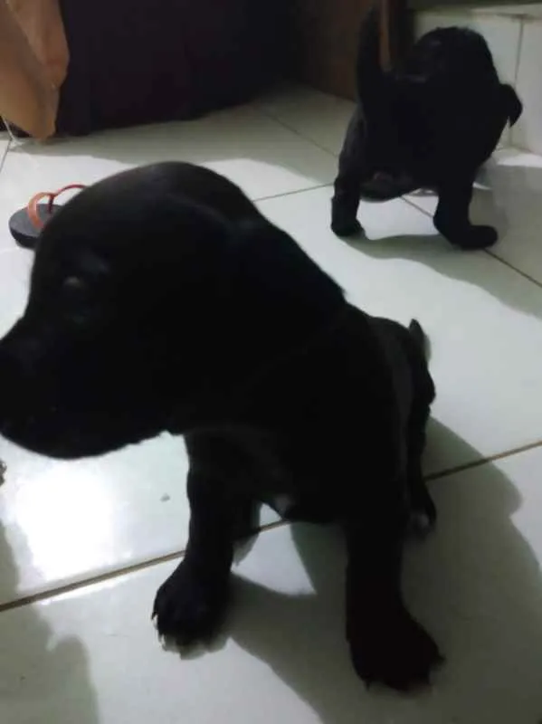 Cachorro raça SRD idade Abaixo de 2 meses nome Filhotes