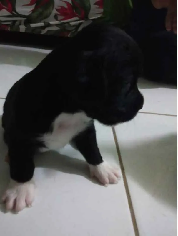 Cachorro raça SRD idade Abaixo de 2 meses nome Filhotes