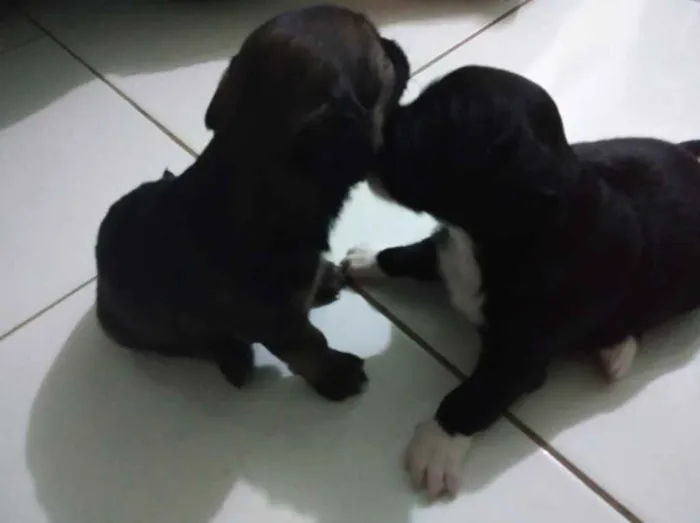 Cachorro raça SRD idade Abaixo de 2 meses nome Filhotes