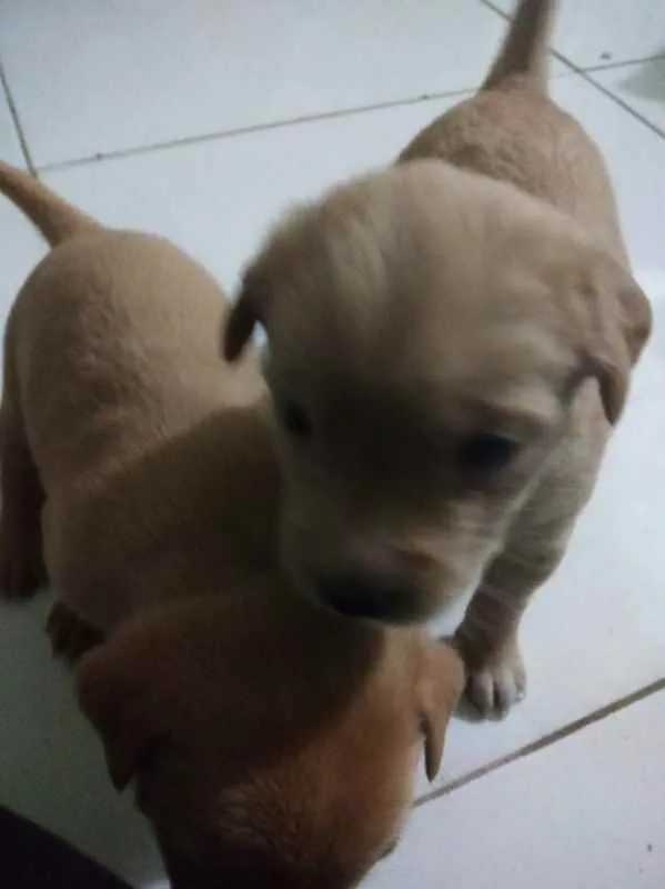 Cachorro raça SRD idade Abaixo de 2 meses nome Filhotes