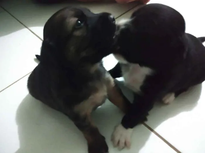 Cachorro raça SRD idade Abaixo de 2 meses nome Filhotes