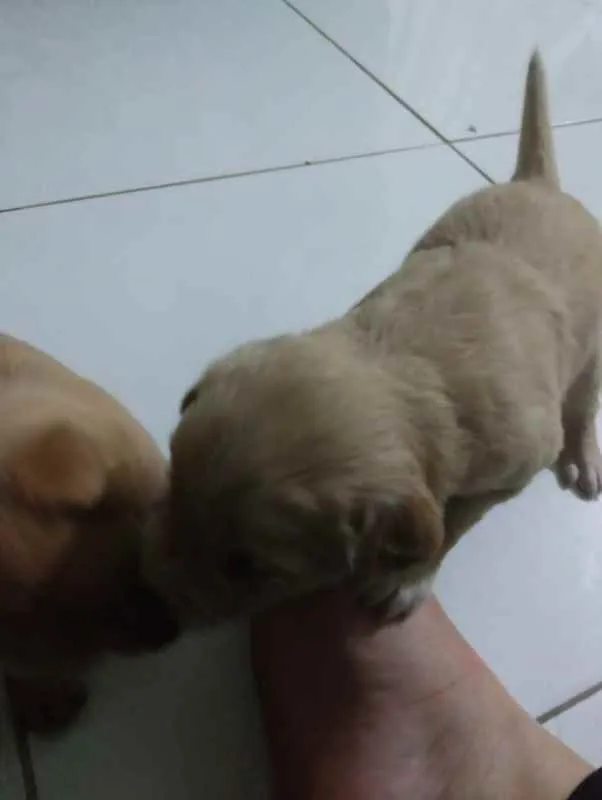 Cachorro raça SRD idade Abaixo de 2 meses nome Filhotes