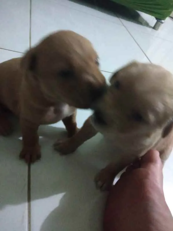 Cachorro raça SRD idade Abaixo de 2 meses nome Filhotes