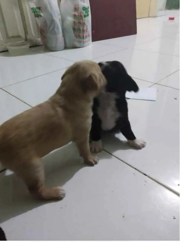 Cachorro raça SRD idade Abaixo de 2 meses nome Filhotes