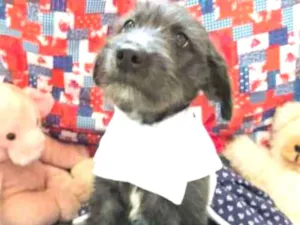 Cachorro raça RSD idade  nome Cleo
