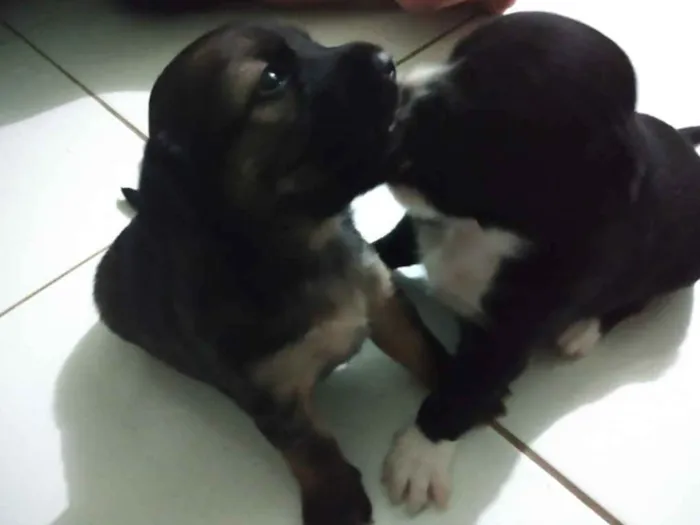 Cachorro raça SRD idade Abaixo de 2 meses nome Filhotes
