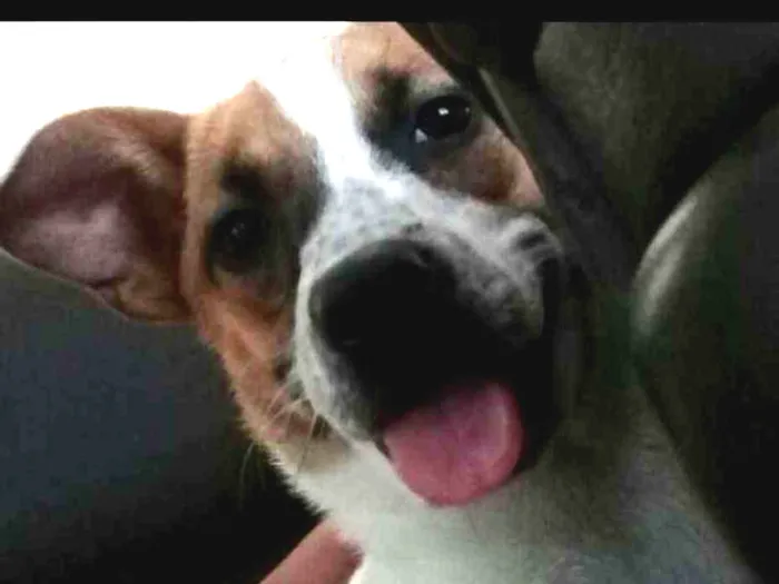 Cachorro ra a Fox paulistinha mista idade 1 ano nome Lisa