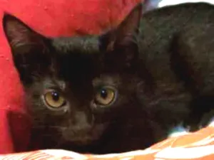 Gato raça SRD idade 2 a 6 meses nome Amora