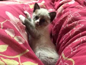Gato raça Siamês  idade Abaixo de 2 meses nome Theo