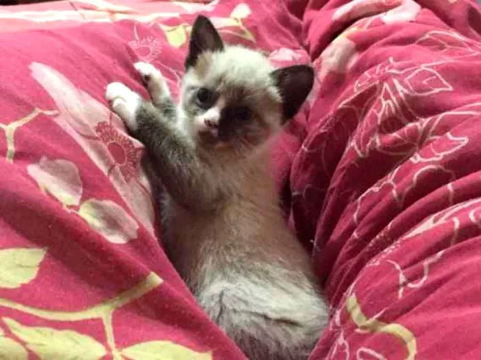 Gato ra a Siamês  idade Abaixo de 2 meses nome Theo