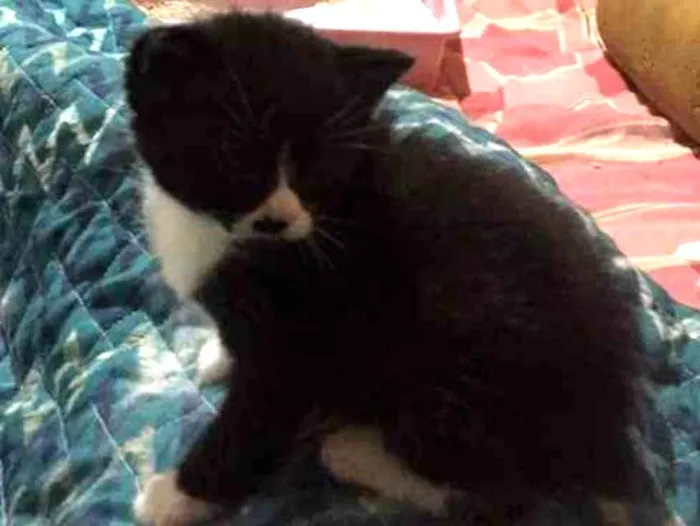 Gato ra a  idade Abaixo de 2 meses nome Tom