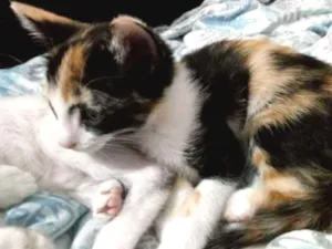 Gato raça RND idade Abaixo de 2 meses nome sem nome