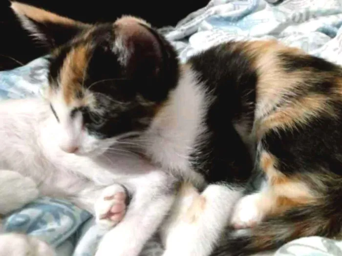 Gato ra a RND idade Abaixo de 2 meses nome sem nome