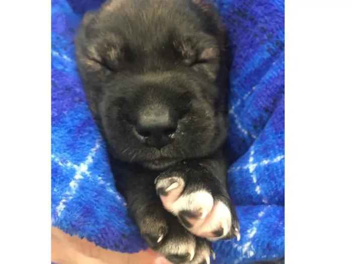 Cachorro ra a SRD idade Abaixo de 2 meses nome Baunilha 