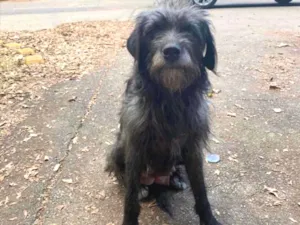 Cachorro raça SRD idade 1 ano nome Lola 