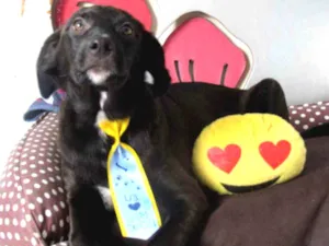 Cachorro raça SRD idade 2 a 6 meses nome Lemy