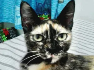 Gato raça SRD idade 7 a 11 meses nome Sofia 