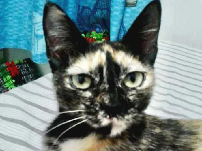 Gato ra a SRD idade 7 a 11 meses nome Sofia 