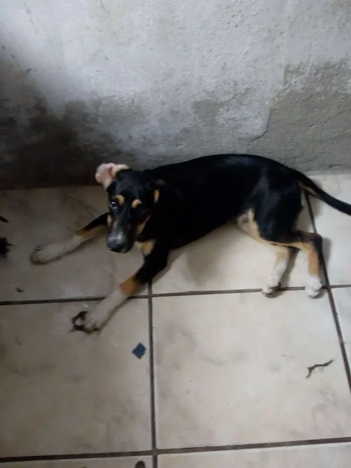 Cachorro ra a Bace, com Hotwaile  idade 7 a 11 meses nome Byli