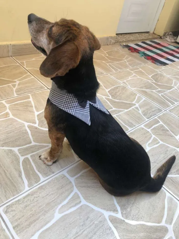 Cachorro ra a RND. Parece mistura de Beagle idade 6 ou mais anos nome Pituquinho ou outro