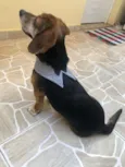 Pituquinho ou outro