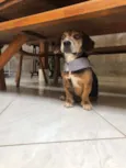 Pituquinho ou outro