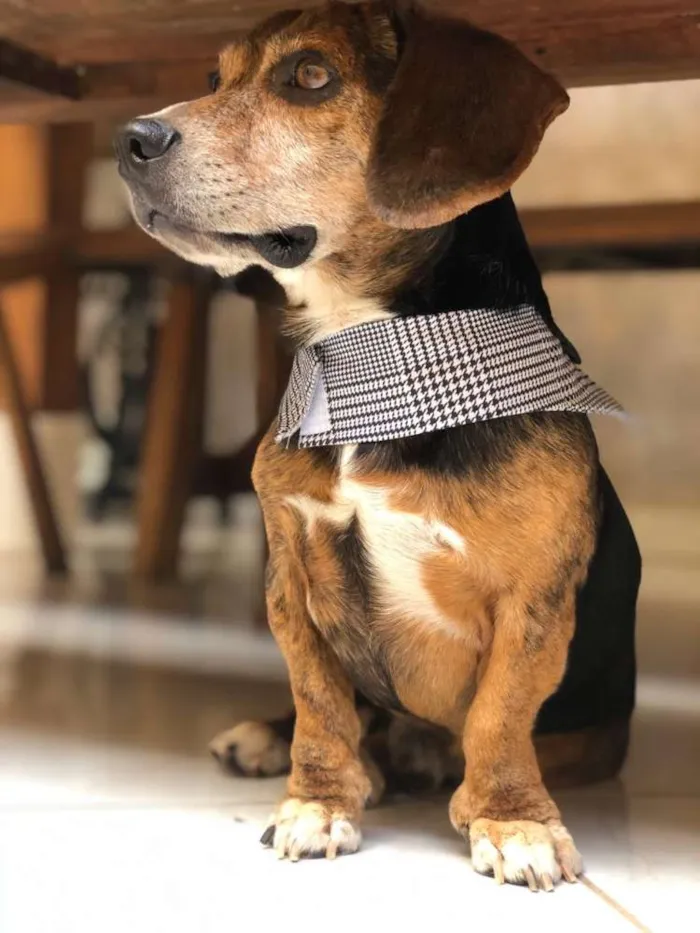 Cachorro ra a RND. Parece mistura de Beagle idade 6 ou mais anos nome Pituquinho ou outro