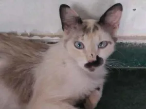 Gato raça  idade 2 anos nome Ninha