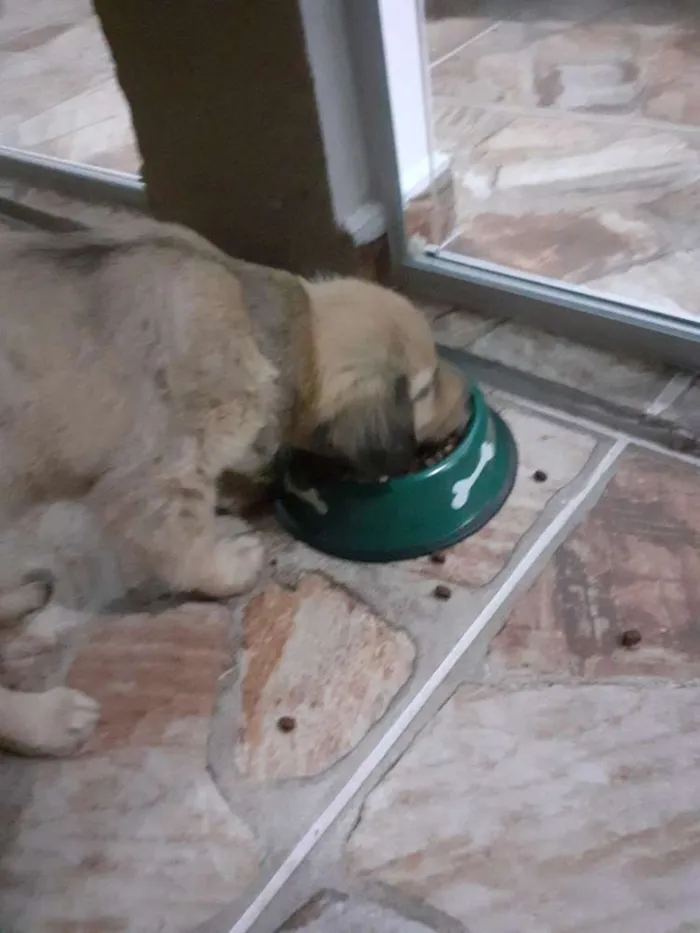 Cachorro ra a Srd idade 2 a 6 meses nome Nina