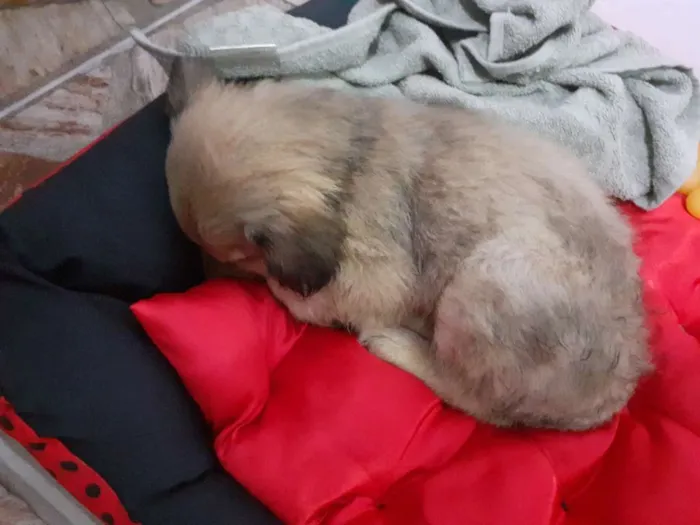 Cachorro ra a Srd idade 2 a 6 meses nome Nina