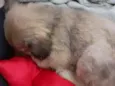 Nina