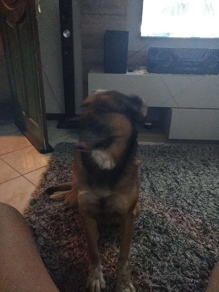 Cachorro ra a Indefinida idade 6 ou mais anos nome Mike